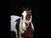 dressage horse Romeo (Holsteiner, 2003)