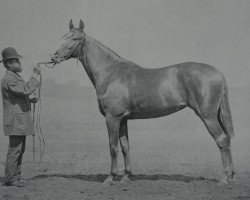 broodmare Venus (Brandenburg, 1887, from Botschafter xx)