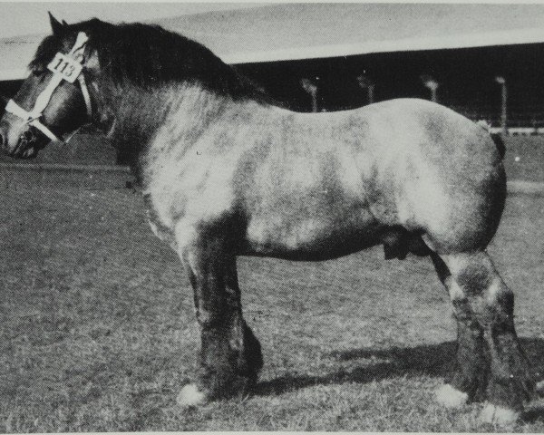 stallion Fels v. Lindau 1041 (Saxony-Anhaltiner Draughthorse, 1930, from Beau Fils de Naast PS 806)