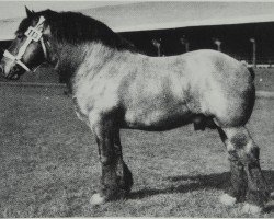 stallion Fels v. Lindau 1041 (Saxony-Anhaltiner Draughthorse, 1930, from Beau Fils de Naast PS 806)