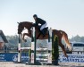 jumper Spirit of Simba (Hanoverian, 2018, from Szenario)