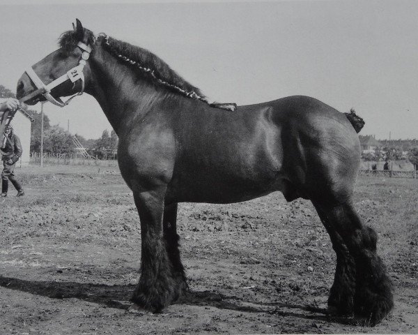 stallion Advokat 2930 (Rhenish-German Cold-Blood, 1947, from Tambour von Mahlwinkel)