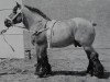 stallion Wacholder v. Estedt 2704 (Rhenish-German Cold-Blood, 1945, from Opal von Gr-Rossau 1627)