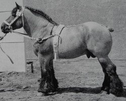 stallion Wacholder v. Estedt 2704 (Rhenish-German Cold-Blood, 1945, from Opal von Gr-Rossau 1627)