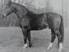 stallion Dornat I 785 (Hanoverian, 1955, from Dömitz I)