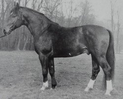 Deckhengst Dornat I 785 (Hannoveraner, 1955, von Dömitz I)