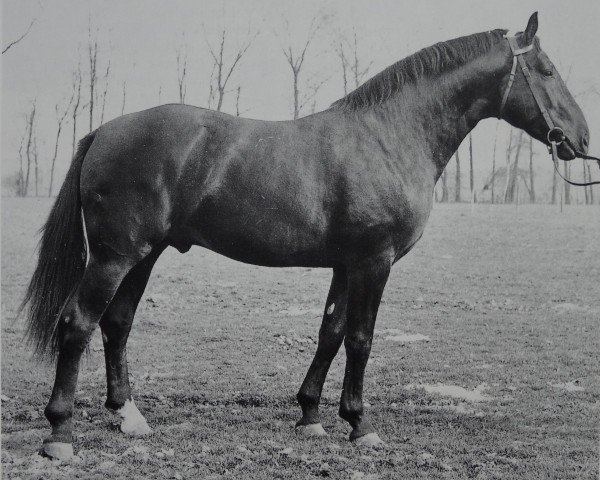 Deckhengst Feierabend 797 (Hannoveraner, 1957, von Feiertag III)