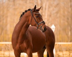 jumper Kiara Vio (German Sport Horse, 2017, from Fornsbacher)