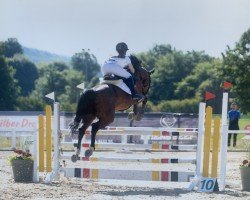 jumper Corrado M (German Sport Horse, 2011, from Contract)