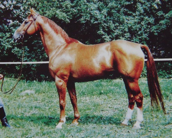 stallion Leuchtfeuer 2602 (Hanoverian, 1971, from Lugano I 3963)