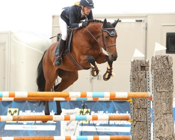 jumper Do It Like Dorint (German Sport Horse, 2015, from Acolydor)