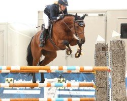 jumper Do It Like Dorint (German Sport Horse, 2015, from Acolydor)