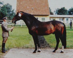 stallion Jupiter II 2591 (Saxony-Anhaltiner, 1970, from Julier 804)