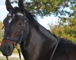 dressage horse Laluna (Württemberger, 2012, from L'espoir)