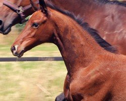 foal by Fidelia de Lux (Hanoverian, 2024, from Farrell)