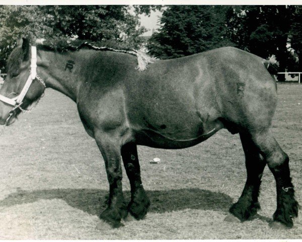 broodmare Unica von Haus Kemmerhof (Rhenish-German Cold-Blood, 1948, from Gamin du Onze RS (S) 362)