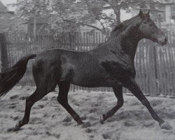 stallion Tatzeuge xx Mo 1256 (Thoroughbred, 1963, from Atatuerk xx)