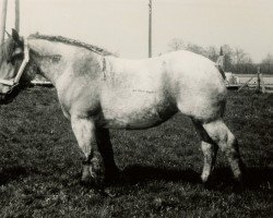 horse Zarah von Haus Kemmerhof (Rhenish-German Cold-Blood, 1952, from Faxim von Roosenhof)