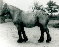 stallion Faxim von Roosenhof (Rhenish-German Cold-Blood, 1948, from Favorit (S) 318)