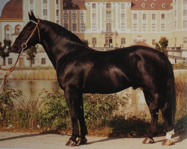 stallion Elton Mo 1445 (Heavy Warmblood, 1983, from Eros Mo 1222)