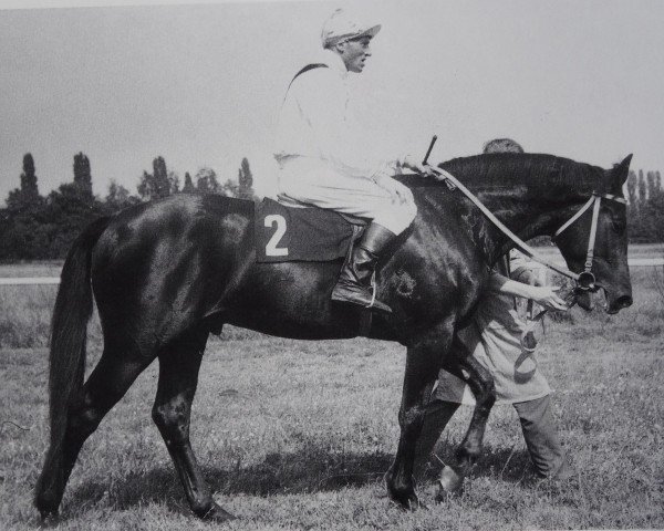 stallion Carlo 1298 (Noble Warmblood, 1968, from Carolus xx)