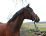 broodmare Esprina de Lux 2 (KWPN (Royal Dutch Sporthorse), 2010, from Spielberg)