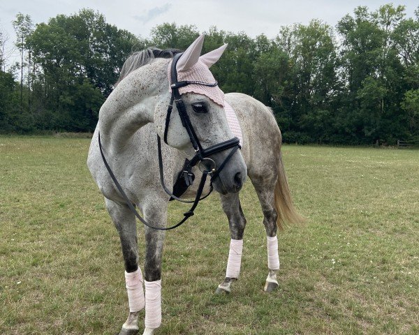 broodmare Glücksfee (German Sport Horse, 2015, from Belantis)