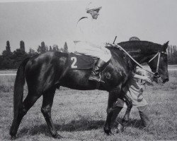 stallion Carlo Mo 1298 (Heavy Warmblood, 1968, from Carolus xx)