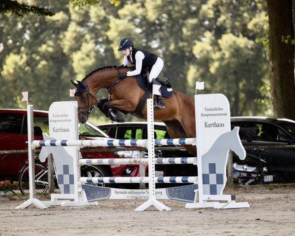 jumper Charlie Brown 146 (German Sport Horse, 2017, from Captain Olympic)