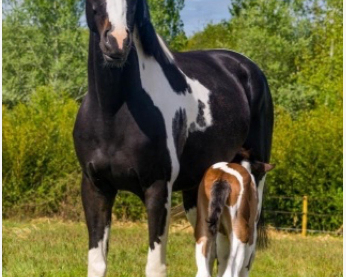 broodmare State of Mind UCS (Oldenburg, 2017, from Samaii)