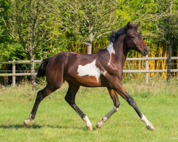 foal by Orient d'Aghan (Selle Français, 2024, from Diamant de Semilly)