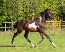 foal by Orient d'Aghan (Selle Français, 2024, from Diamant de Semilly)