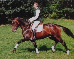 stallion Werenfels (Hanoverian, 1989, from Werther)