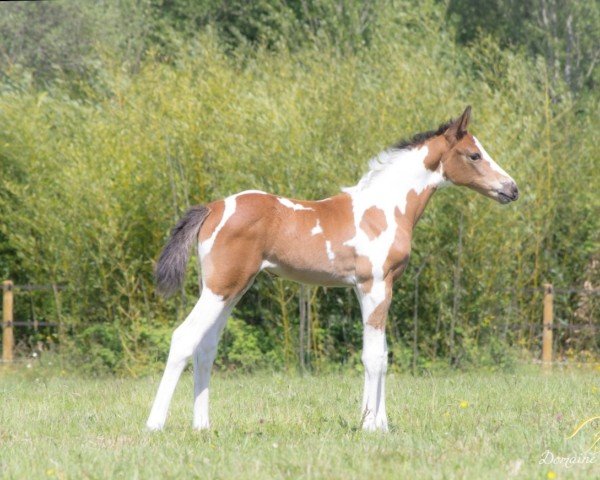 jumper L'Una d'Aghan (Selle Français, 2021, from Gfe Eden du Rouet)