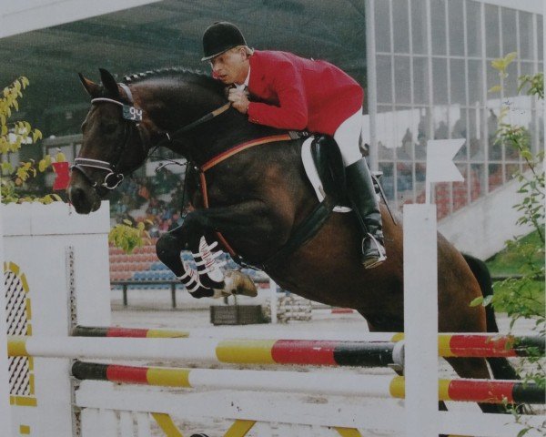 stallion Blaustern (Noble Warmblood, 1988, from Blaubart xx)