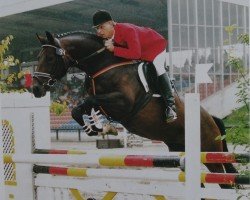 stallion Blaustern (Noble Warmblood, 1988, from Blaubart xx 3319)