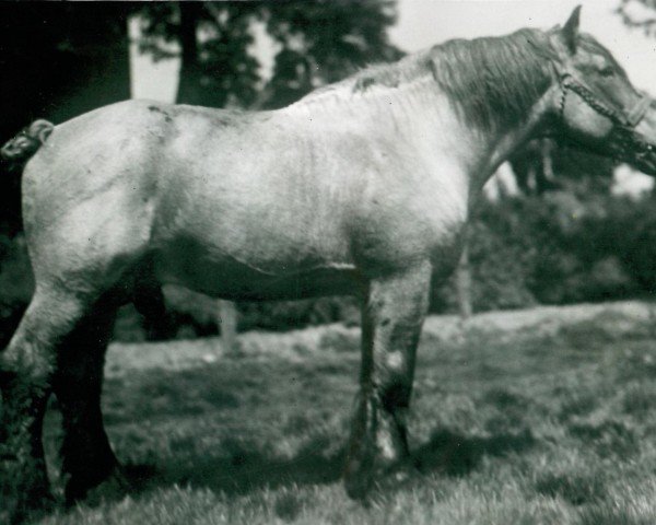 Deckhengst Favorit (S) 318 (Brabanter/Belgisches Kaltblut, 1932, von Favori de Neusart 28/576)