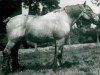 stallion Favorit (S) 318 (Brabant/Belgian draft horse, 1932, from Favori de Neusart 28/576)