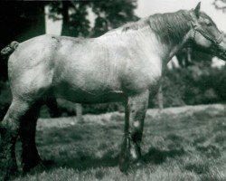 stallion Favorit (S) 318 (Brabant/Belgian draft horse, 1932, from Favori de Neusart 28/576)