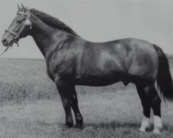 stallion Eike Mo 791 (Oldenburg, 1957, from Edler Mo 4105)