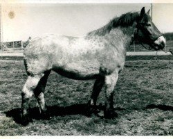 broodmare Iris von Geretzhoven RS 27711 (Rhenish-German Cold-Blood,  , from Favorit (S) 318)