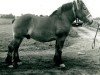 horse Fahrlehrer RS 1818 (Rhenish-German Cold-Blood,  , from Favorit (S) 318)