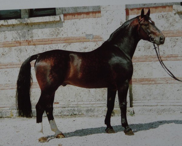 stallion Centimo 1409 (Heavy Warmblood, 1980, from Canton Mo 1297)