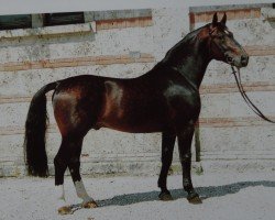 stallion Centimo 1409 (Heavy Warmblood, 1980, from Canton Mo 1297)