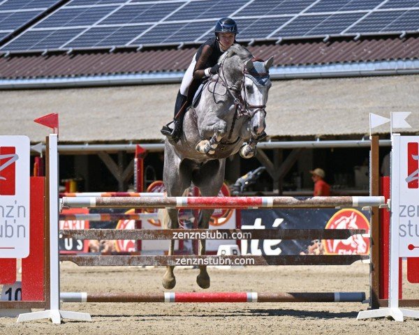 jumper Saxon van de Pikkerie (Belgian Warmblood, 2018, from Nixon van 't Meulenhof)