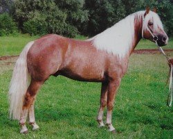 stallion Arcello (Haflinger, 1990, from Aurel)