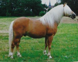 stallion Wilmar 110 (Haflinger, 1981, from Wildfang 326)