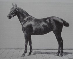 broodmare Viola (Holsteiner, 1901, from Ali)