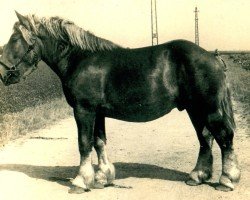 Pferd Fahrenberg von Hofstadt (Rheinisch-Deutsches Kaltblut, 1942, von Fahrlehrer RS 1818)