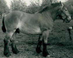 Deckhengst Fahrsteiger RS 2600 (Rheinisch-Deutsches Kaltblut, 1942, von Fahrlehrer RS 1818)